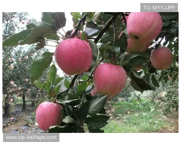 探索PT老虎机的主题与风格,带你领略多元化的游戏体验 探索PT老虎机的主题与风格,带你领略多元化的游戏体验